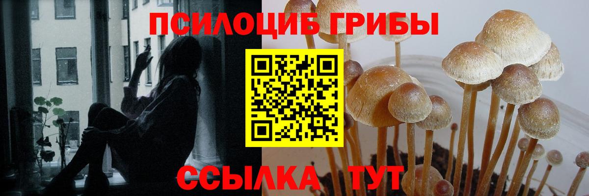 купить наркотик  Псилоцибиновые грибы Cubensis  Вход с VPN  Псилоцибиновые грибы мухоморы  Самара 
